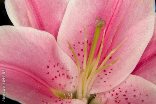 Close-up of a Stargazer lily
