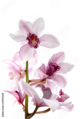 White and pink orchids