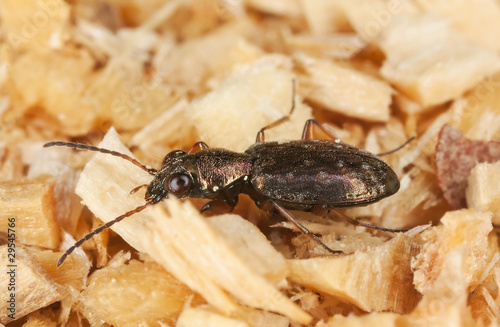 Ground beetle © Henrik Larsson