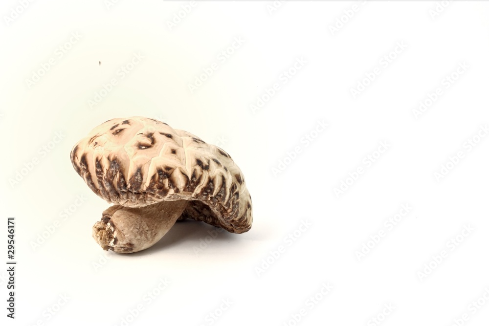 Mushroom Mushroom