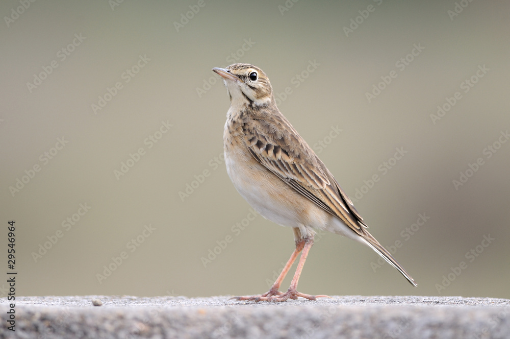 Fototapeta premium Paddy field pipit