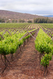 Rows of plants in vineyard