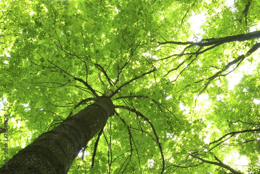 Fototapeta premium green tree