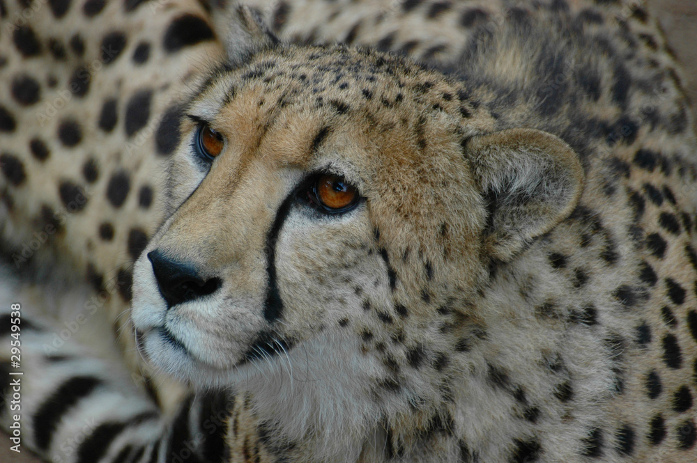 guépard guépard