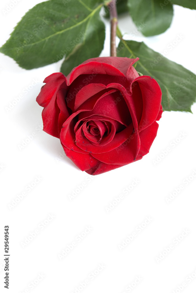 rose rose