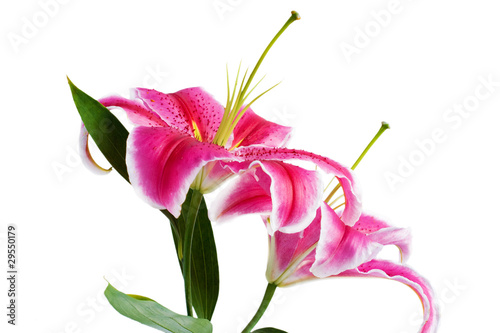 Flower Lilium closeup