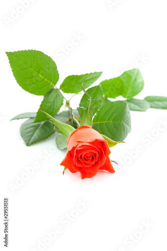 one red rose over white background