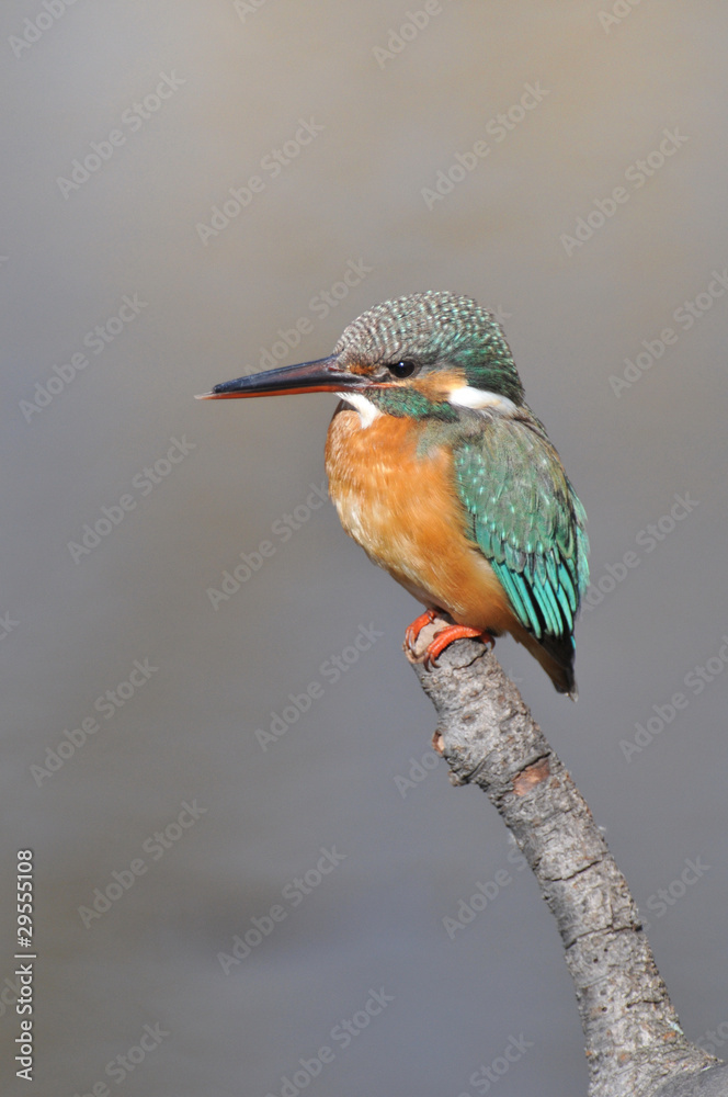 Obraz premium 枝先の翡翠