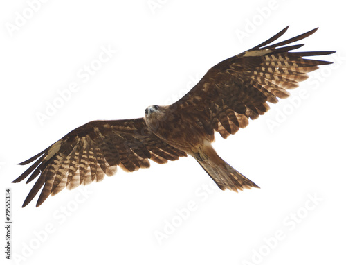 Black kite photo