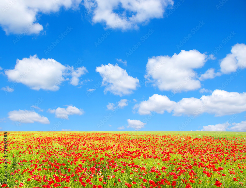 red poppies