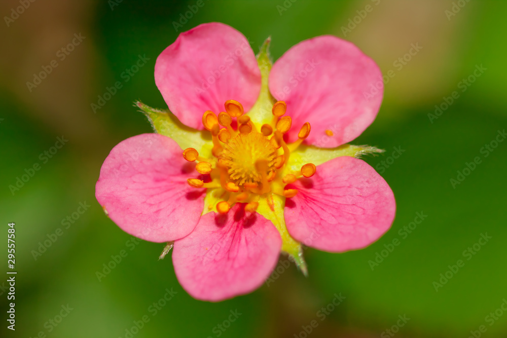 Strawberry flower