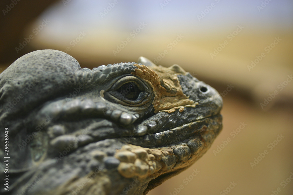 Fototapeta premium kopf eines Warans