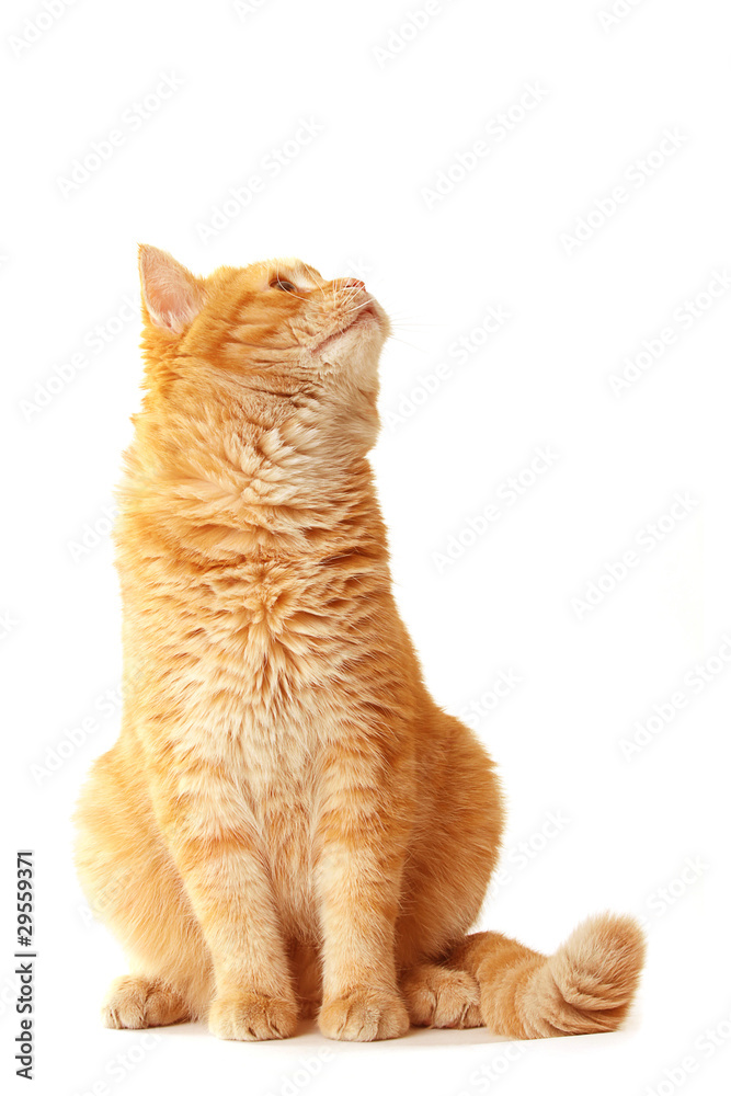 Fototapeta premium Playful cat waiting - isolated on white