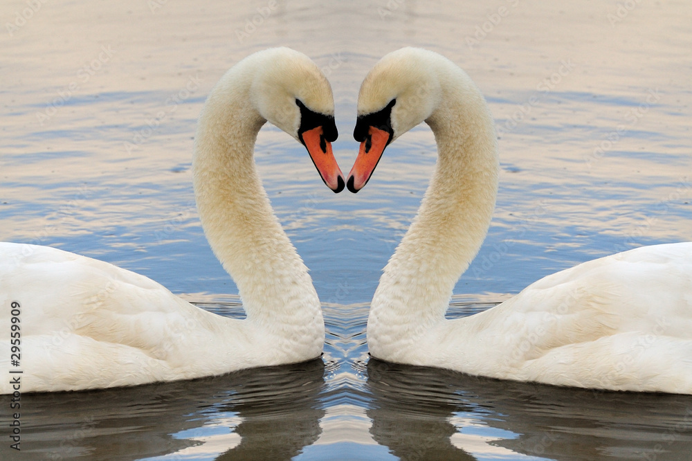 Swan Symmetry Landscape Swan Symmetry Landscape