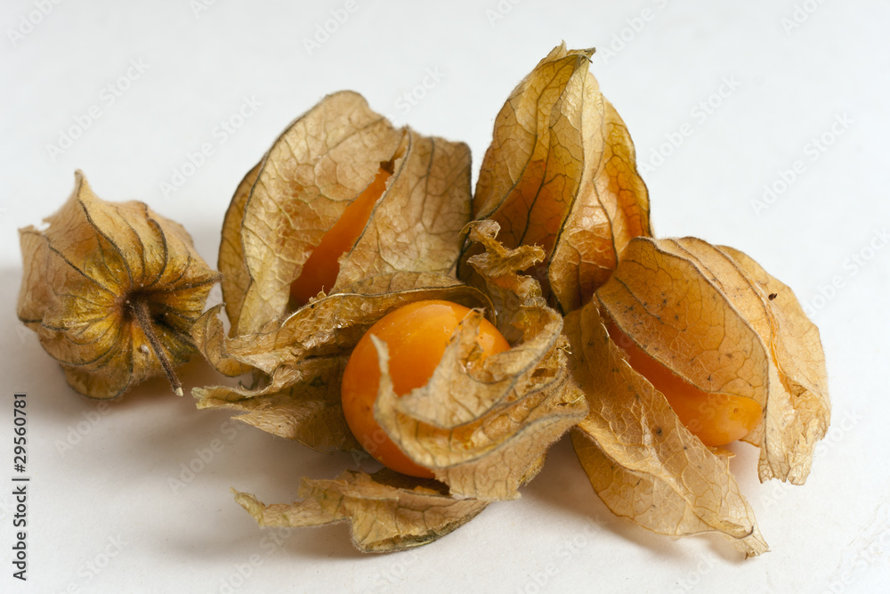 physalis physalis