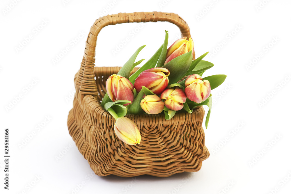fresh tulips in a basket on white background