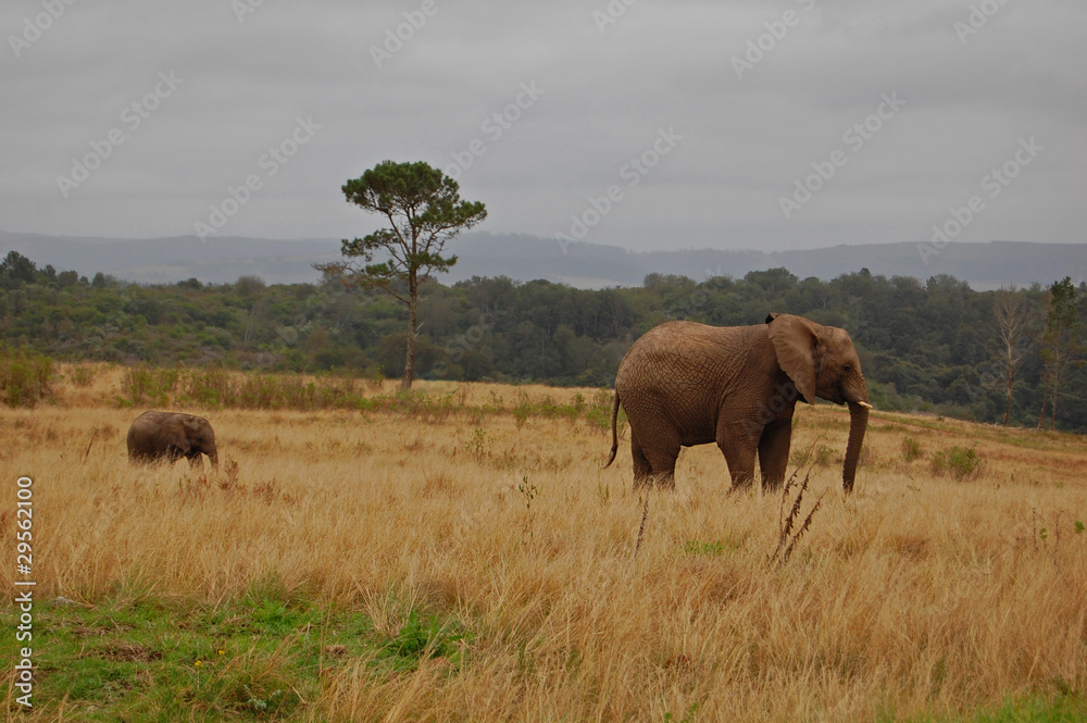 Obraz premium elephant mum and baby