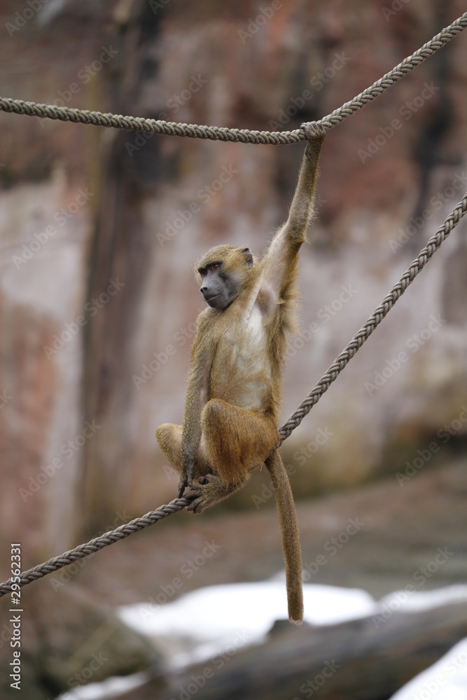 Obraz premium Affe auf einem Seil