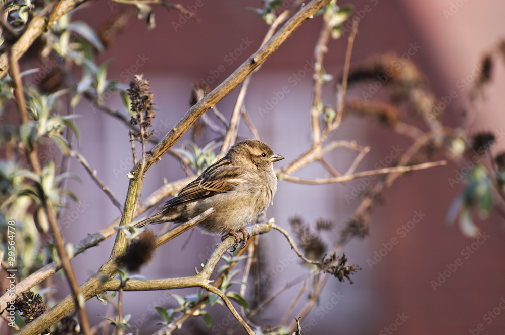 Fototapeta premium Female House Sparrow