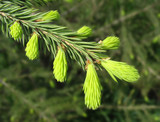 Fir twig with young sprouts