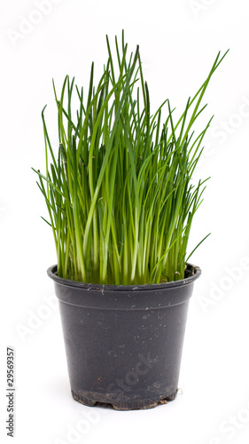 pot with chives