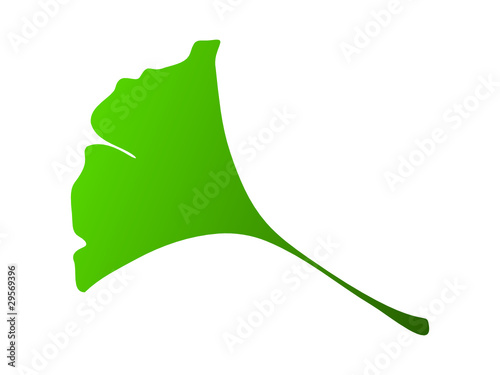 Ginkgo Blatt