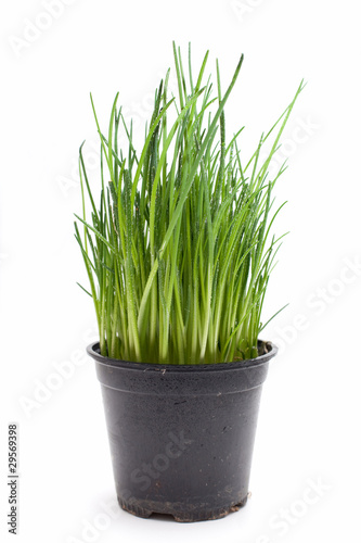 pot with chives with drops