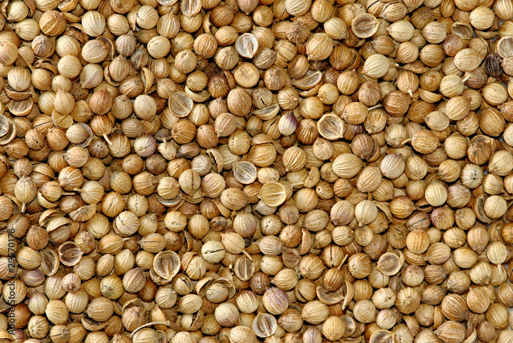 GRAINS CORIANDRE GRAINS CORIANDRE