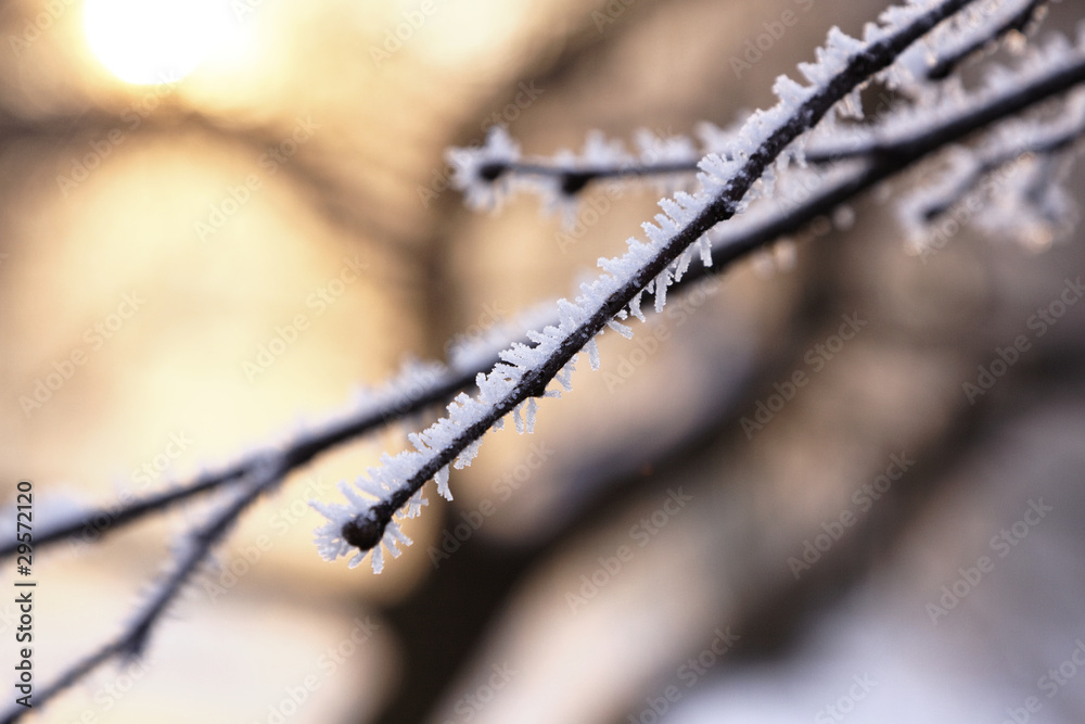 Winter in park! Frozen alley in beauty scenery