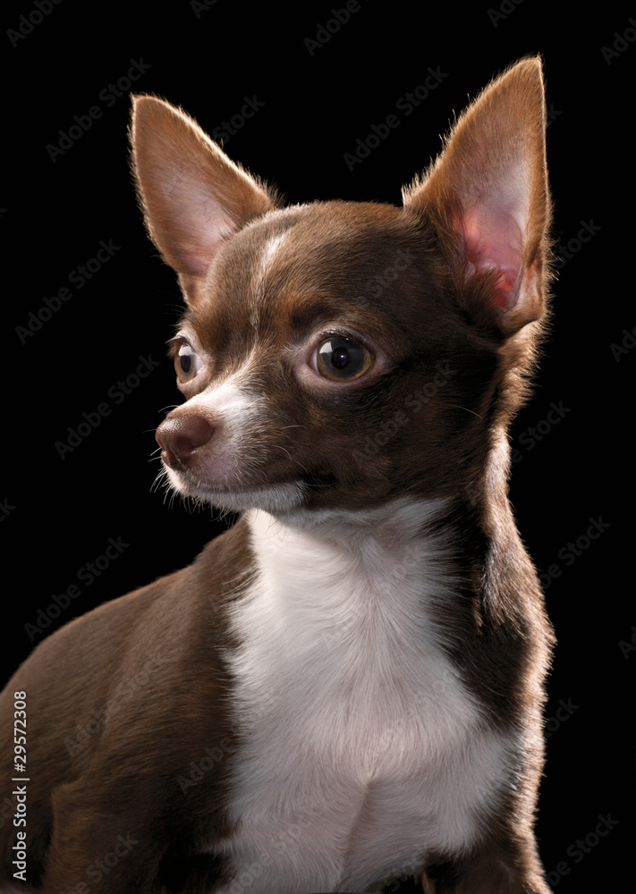 brown Chihuahua with white chest  portrait close-up