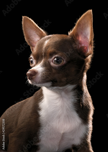 Fototapeta Naklejka Na Ścianę i Meble -  brown Chihuahua with white chest  portrait close-up