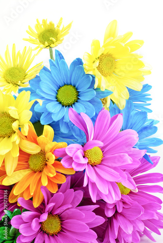 Bright Colored Daisies