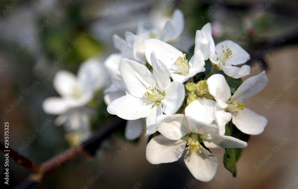 Obraz premium Branch of apple blossoms