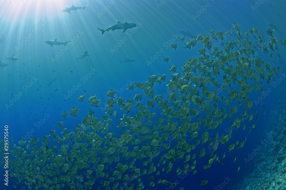 Obraz premium Fish and Sharks
