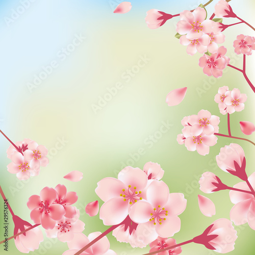 Cherry Blossoms Background © one