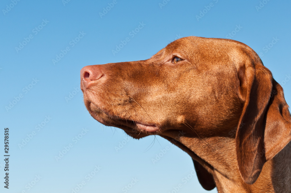 Staring Vizsla Dog (Hungarian Pointer) Staring Vizsla Dog (Hungarian Pointer)