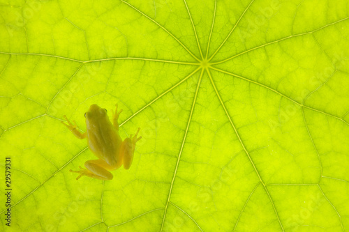 Rana en una Hoja photo