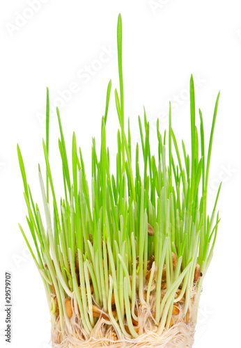 Fresh green grass on a white background