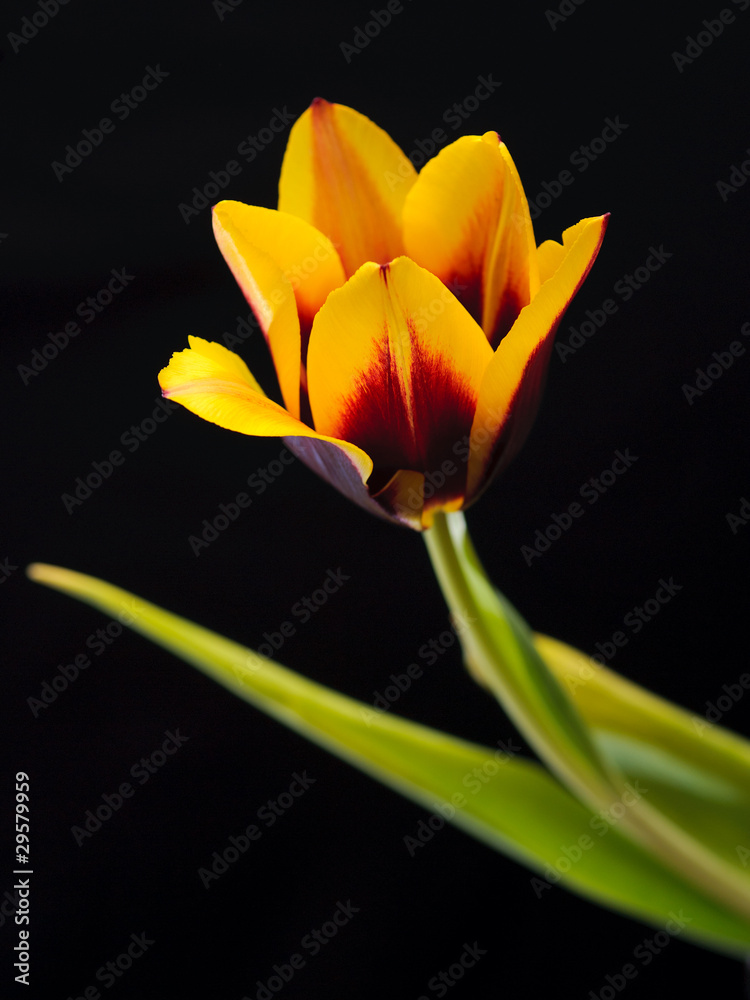 yellow tulips yellow tulips