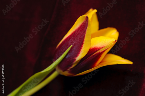 yellow tulips on the red background