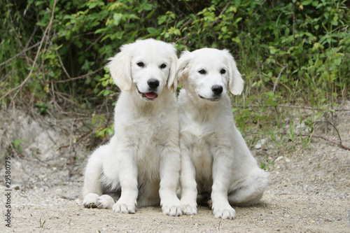 two young golden retriever