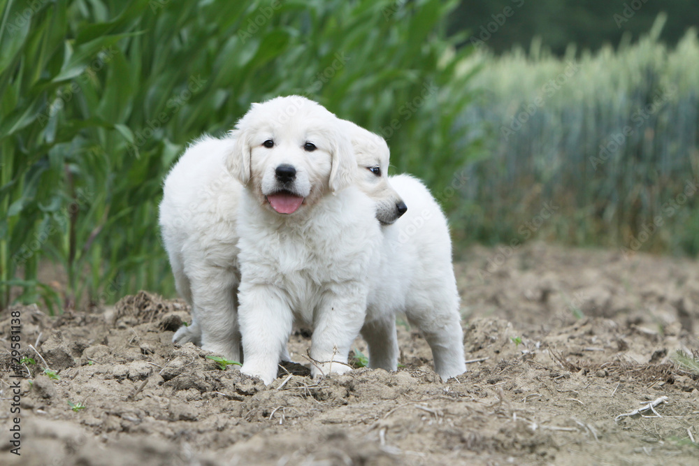 two puppies golden retriever