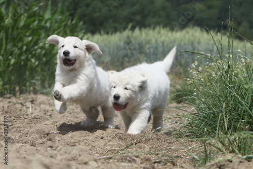 course désordonné de deux chiens dans la campagne © Dogs