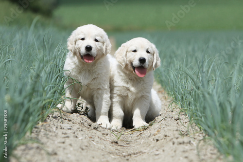 two youngs golden retriever together
