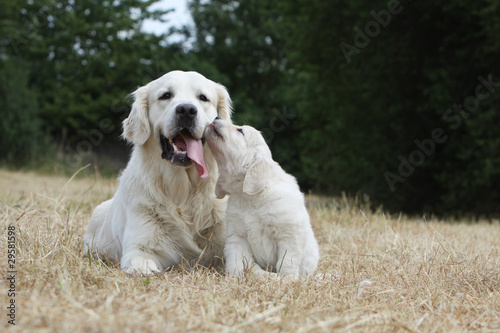 Obraz na płótnie mummy golden retriever and her baby - kisses w salonie