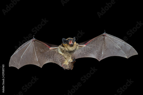 Bat 8