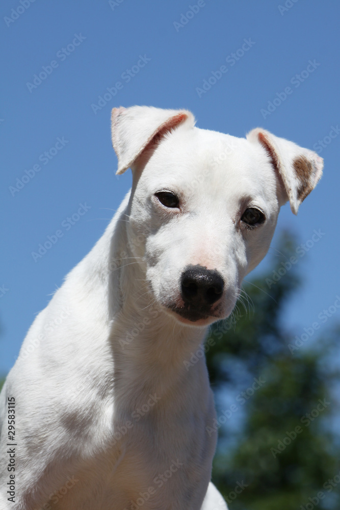 portrait du parson russell terrier