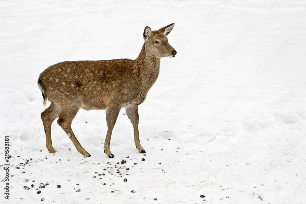 David's deer David's deer