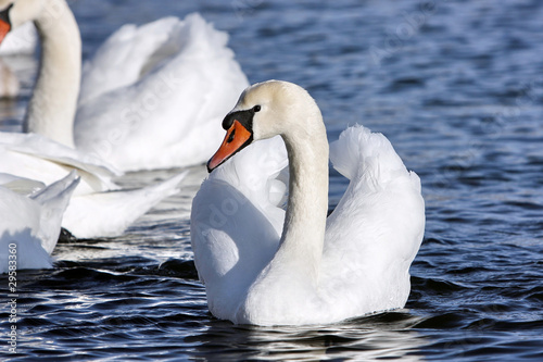 The white swan swims in water