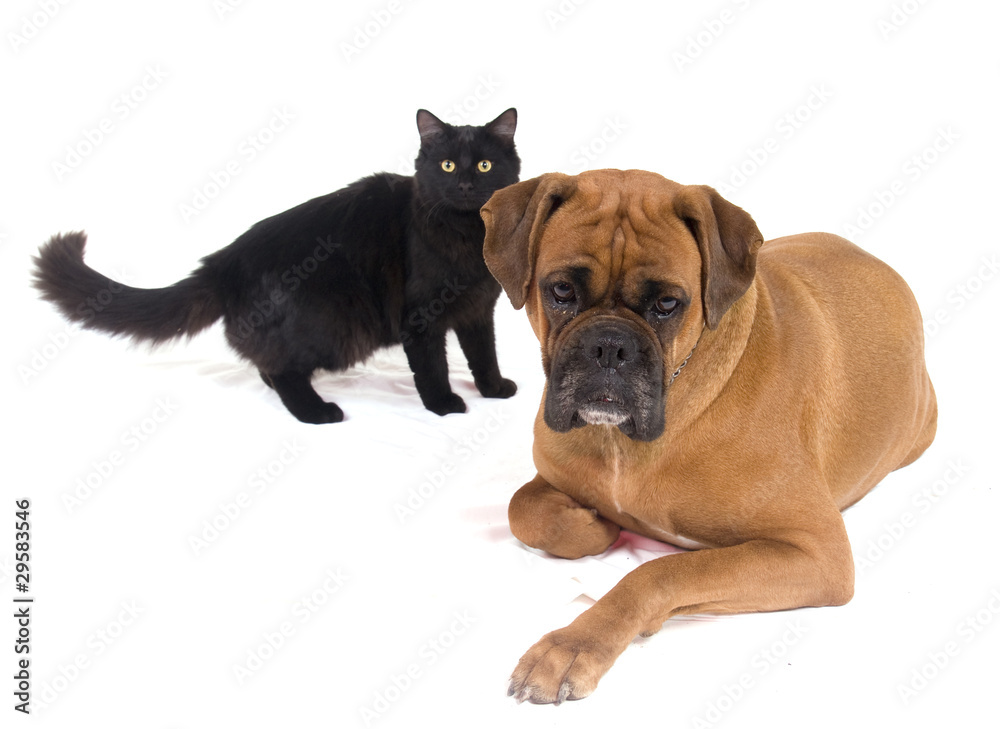 boxer et chat noir